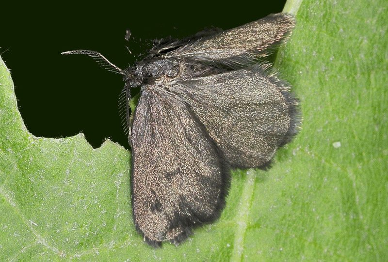 Psychidae - Thyphonia ciliaris (Cfr)